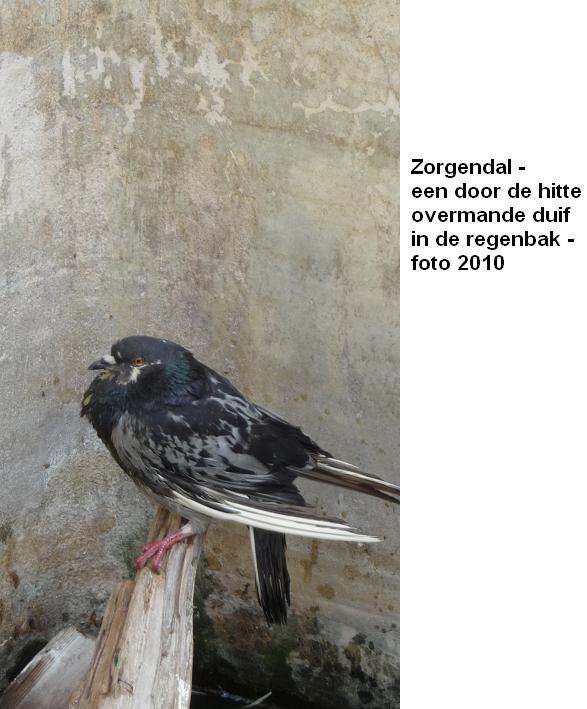 31. Zorgendal duif in regenbak 2010